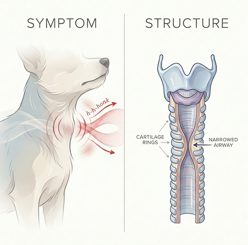 1. The honking is the symptom. The cartilage is the structure.