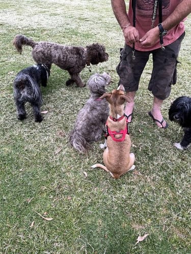 Customer photo review of SafeWalk® Chest-Clip Dog Harness
