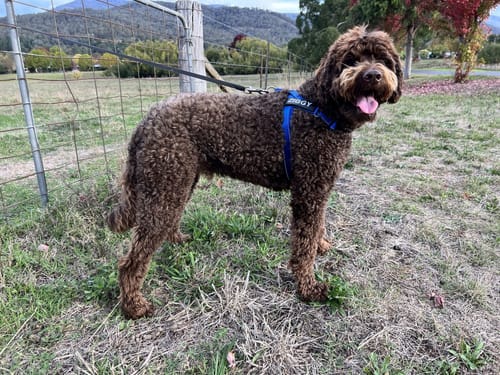 Customer photo review of SafeWalk® Chest-Clip Dog Harness