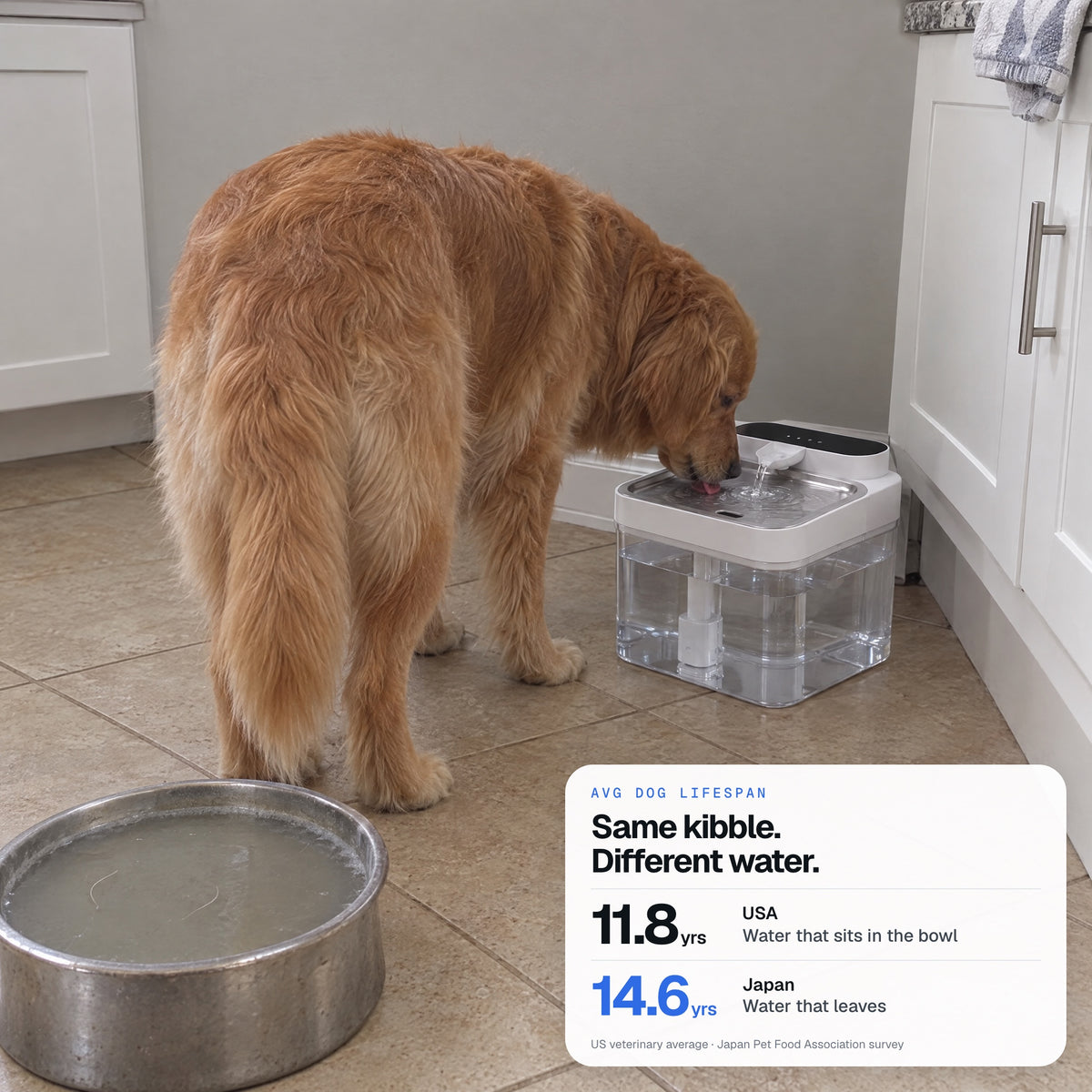 Dog lifespan, USA 11.8 vs Japan 14.6