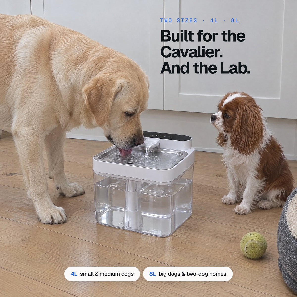 Built for the Cavalier and the Lab