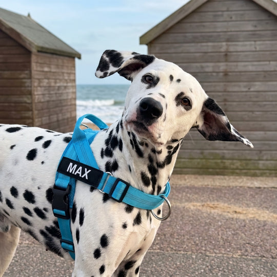 SafeWalk® No-Pull Dog Harness