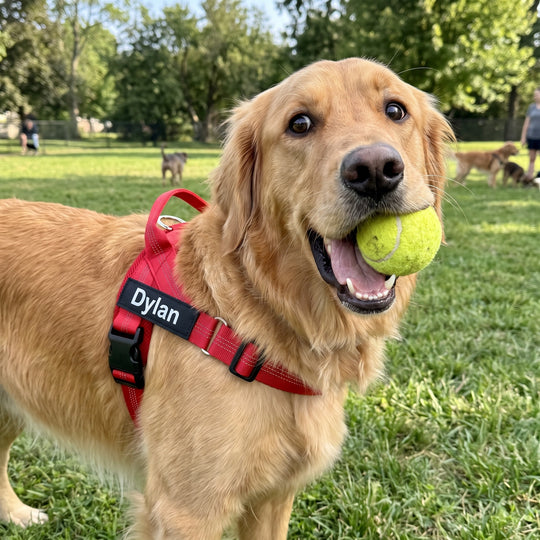 SafeWalk® No-Pull Dog Harness