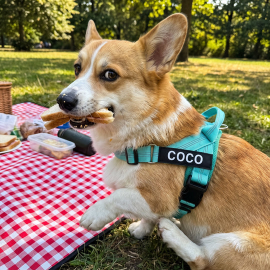 SafeWalk® No-Pull Dog Harness