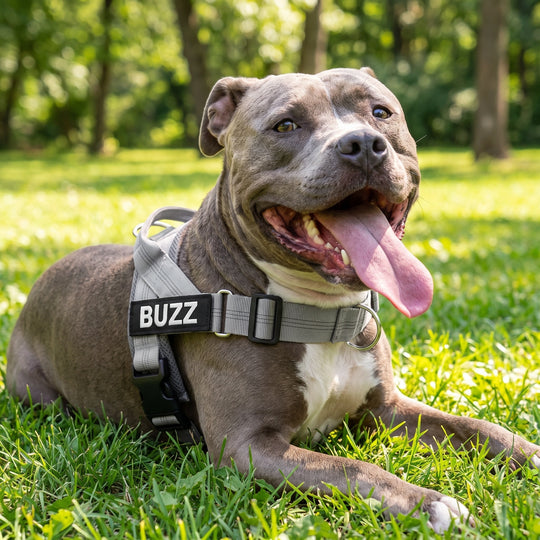 SafeWalk® No-Pull Dog Harness