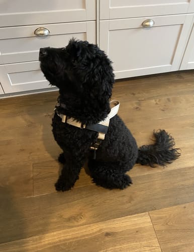 Customer photo review of SafeWalk® Chest-Clip Dog Harness