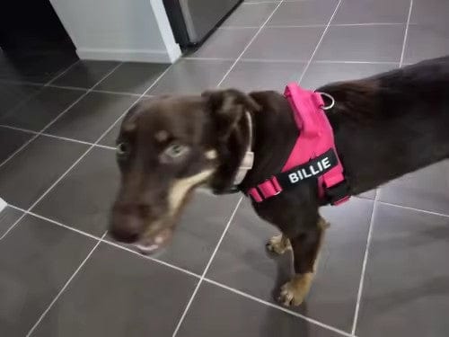Customer photo review of SafeWalk® Chest-Clip Dog Harness