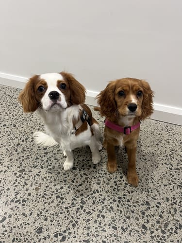 Customer photo review of SafeWalk® Chest-Clip Dog Harness