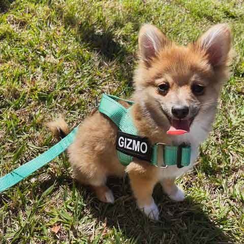 Customer photo review of SafeWalk® Chest-Clip Dog Harness