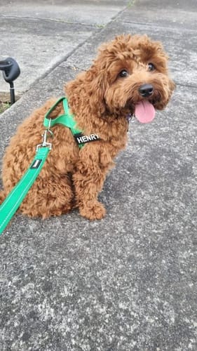 Customer photo review of SafeWalk® Chest-Clip Dog Harness