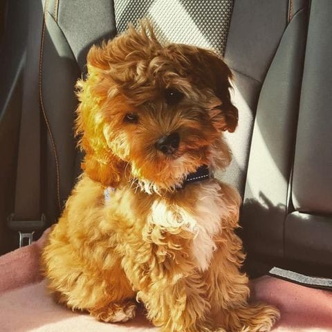 Customer photo review of SafeWalk® Chest-Clip Dog Harness
