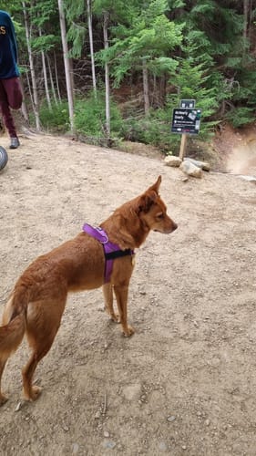 Customer photo review of SafeWalk® Chest-Clip Dog Harness