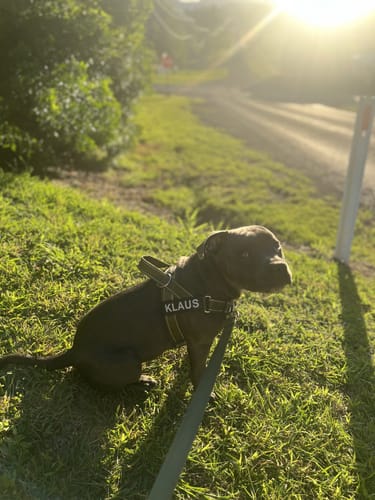 Customer photo review of SafeWalk® Chest-Clip Dog Harness