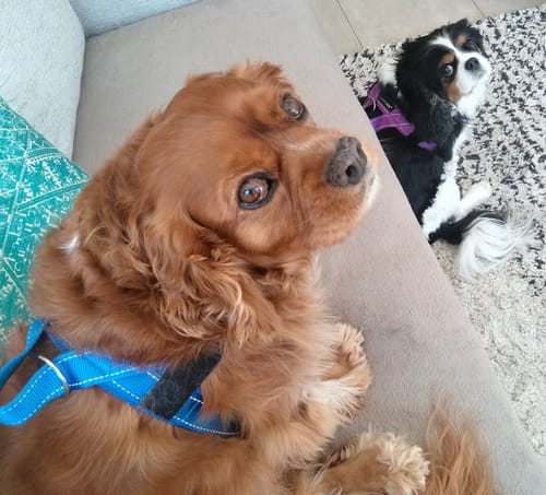 Customer photo review of SafeWalk® Chest-Clip Dog Harness