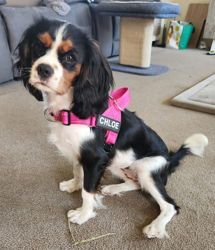 Customer photo review of SafeWalk® Chest-Clip Dog Harness