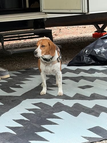 Customer's beagle wearing a tan SafeWalk No-Pull Dog Harness while standing on a patterned outdoor mat.