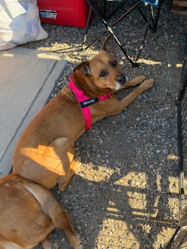 Customer's brown dog wearing a pink SafeWalk No-Pull Dog Harness with a custom name tag reading Mandy.