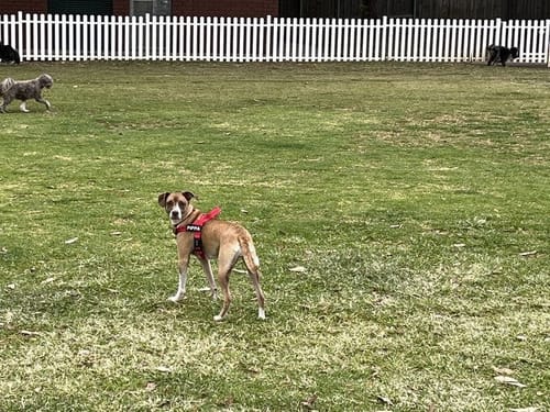 Customer photo review of SafeWalk® Chest-Clip Dog Harness