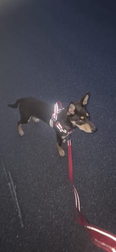 Customer photo review of SafeWalk® Chest-Clip Dog Harness