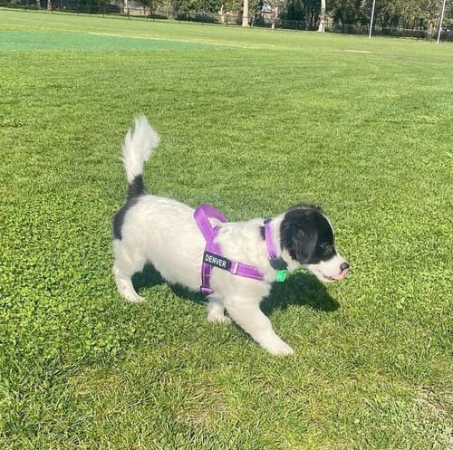 Customer photo review of SafeWalk® Chest-Clip Dog Harness