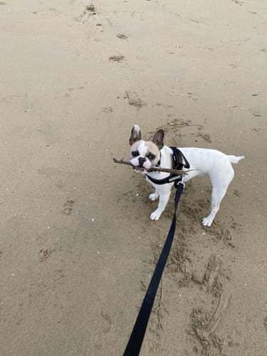 Customer photo review of SafeWalk® Chest-Clip Dog Harness